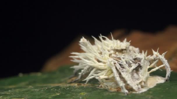 Vídeo Fungo Cordyceps Infectando Uma Mosca Floresta Tropical Equador — Vídeo de Stock