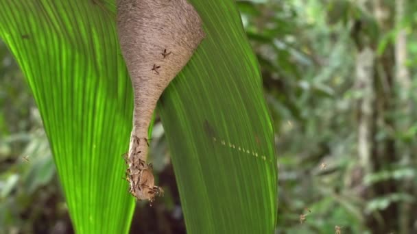 Wasps Polybia Swarming Entrance Nest Hanging Leaf Rainforest Understory Ecuadorian — Stock Video