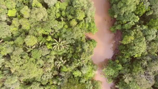 Video Río Shiripuno Flujo Fluvial Selva Tropical Amazonía Ecuatoriana — Vídeos de Stock