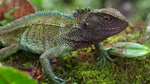 Video Leguan Ödla Reptil Mossa Regnskog Västra Ecuador — Stockvideo