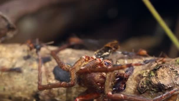Βίντεο Μυρμηγκιών Που Τρέχουν Κατά Μήκος Τροπικού Δάσους Εκουαδόρ Amazon — Αρχείο Βίντεο