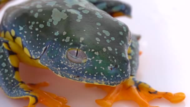 Amazon Leaf Frog Cruziohyla Craspedopus スローモーションビデオ スタジオショット — ストック動画
