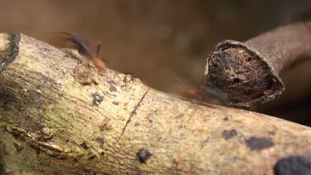 Video Hormigas Corriendo Largo Selva Amazonía Ecuatoriana — Vídeos de Stock