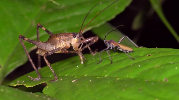 Bug Cricket Plant Leaf Video — Stock Video