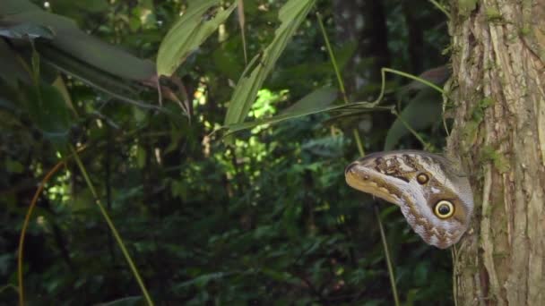 森林绿叶植物和蝴蝶慢动作飞行的录像 — 图库视频影像
