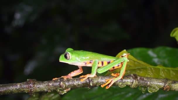 Tiger Striped Leaf Frog Phylomedusa Tomopterna Ecuador Frog — 비디오