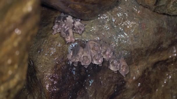 Video Grupo Murciélagos Descansando Una Cueva Muy Húmeda Selva Tropical — Vídeo de stock