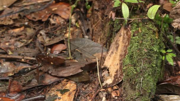 Video Formiche Che Corrono Lungo Foresta Pluviale Amazzonia Ecuadoriana — Video Stock
