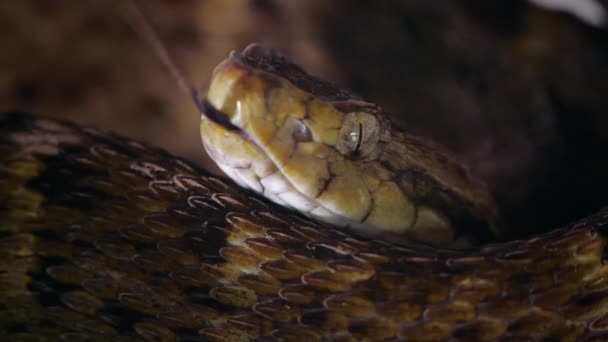 Slow Motion Video Venomous Fer Lance Snake Bothrops Atrox Tongue — Stock Video
