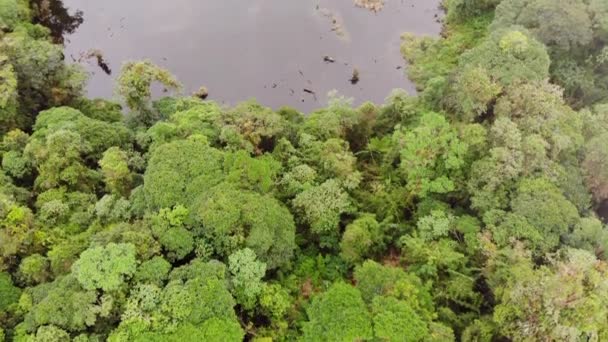 Vista Aérea Video Drones Del Paisaje Forestal Con Árboles Agua — Vídeo de stock