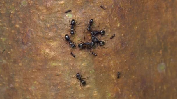 Video Ants Running Ground — Stock Video