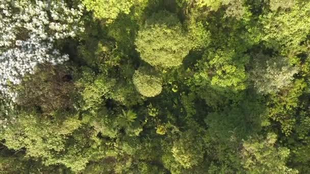 Widok Lotu Ptaka Wideo Krajobraz Lasu Drzewami — Wideo stockowe