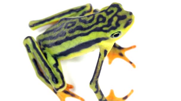 Video Elegante Stubfoot Toad Atelopus Elegans Studio Fondo Bianco — Video Stock