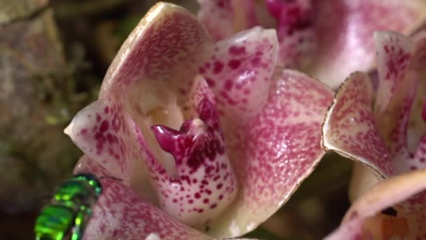 Tournage Vidéo Ralenti Fleurs Orchidée Lycomormium Ecuadorense Avec Abeille Euglossine — Video