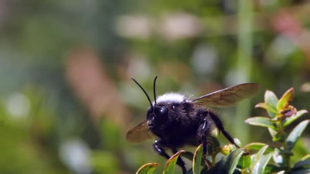 Gran Abeja Volando Cámara Lenta Video Flora Fauna — Vídeo de stock