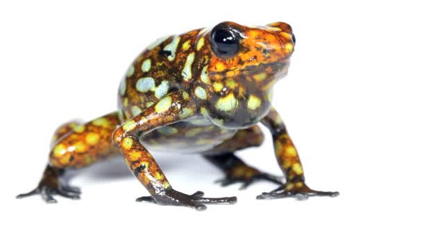 Video Harlequin Poison Frog Western Ekuador Lita — Stok Video