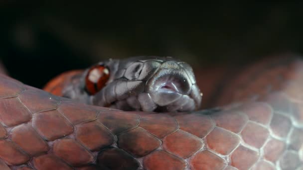 热带扁平蛇的录像 狮身人面像的压缩物慢动作地摆动着它的叉舌 — 图库视频影像