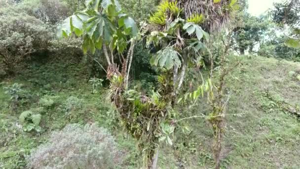 environnement flore, vidéo de feuilles de plantes tropicales