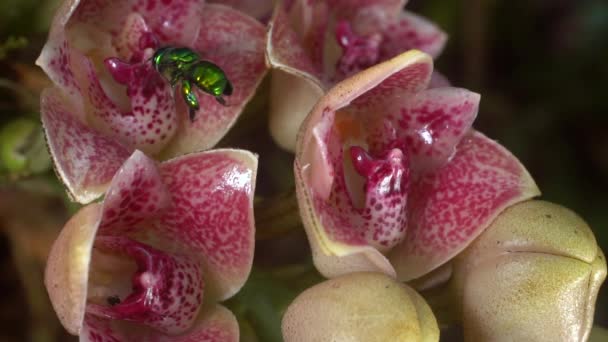 Video Girato Rallentatore Fiori Orchidea Lycomormium Ecuadorense Con Ape Euglossina — Video Stock