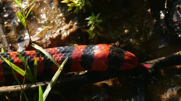 Video Coral Pipesnake Anilius Scytale — Stock video