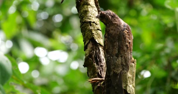 Video Des Potoo Vogels Auf Baum Regenwald Ecuador — Stockvideo