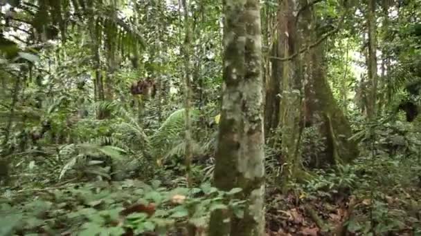 vidéo mouvante à travers feuillage forestier vert, feuilles vertes 