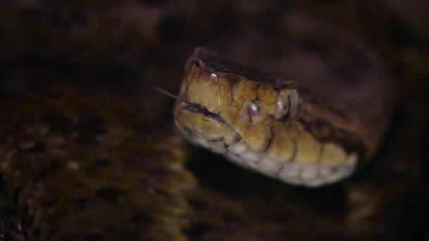 Cámara Lenta Vídeo Serpiente Venenosa Fer Lance Bothrops Atrox Con — Vídeos de Stock