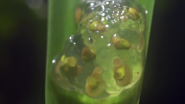 Kaulquappen Entwickeln Eiermasse Eines Glasfrosches Centrolene Video — Stockvideo