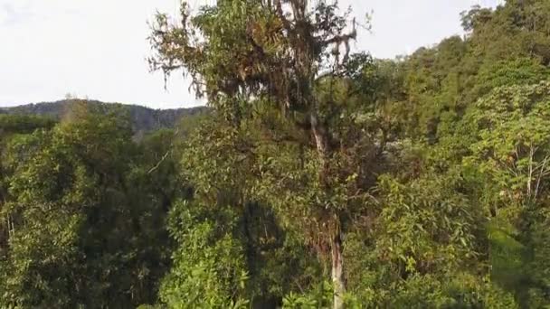 Drohnenvideo Von Bäumen Mit Grünen Blättern Flora Und Botanik — Stockvideo
