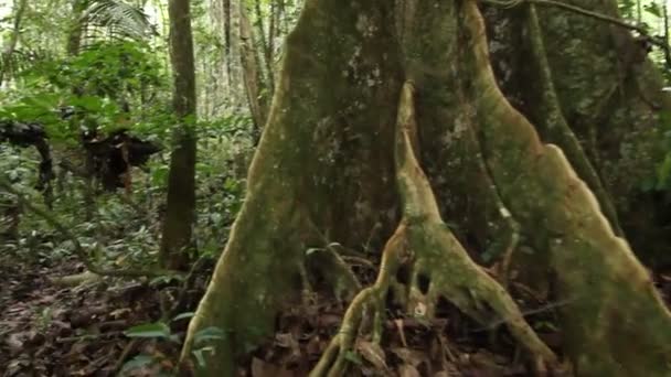 vidéo mouvante à travers feuillage forestier vert, feuilles vertes 