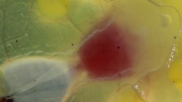 Makro Shot Film Przezroczystym Biciem Serca Żaby Glass Frog Vitreorana — Wideo stockowe