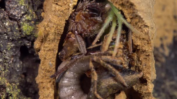 Grande Guêpe Pot Vespidae Larves Nourrissant Araignées Paralysées Vidéo — Video