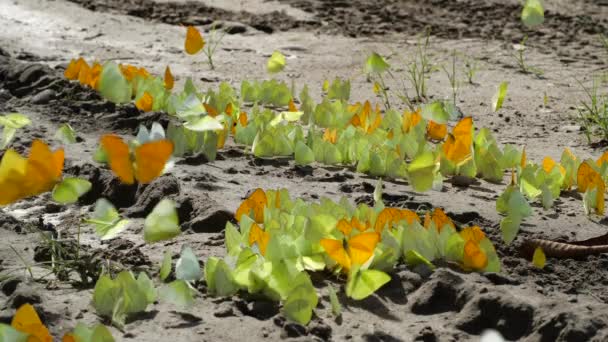 Video Van Vlinders Familie Pieridae Rondvliegend Ecuadoriaanse Amazone — Stockvideo