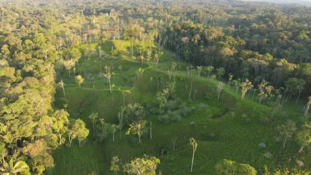 Drone Video Green Forest Landscape Trees Amazonian Rainforest — Stock Video