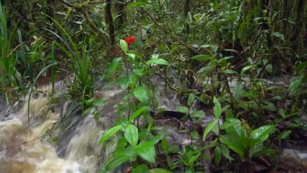 Écoulement Eau Rivière Dans Forêt Tropicale Sauvage Vidéo — Video