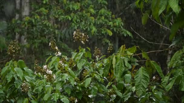 Regen Grünen Wald Nasses Laub Video — Stockvideo