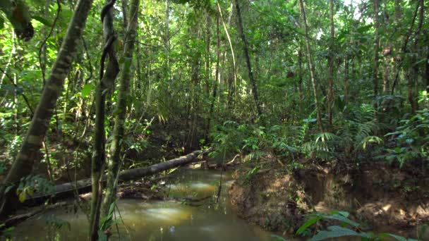 Ekvador Amazon Unda Tropikal Yağmur Ormanları Nehir Akışının Videosu — Stok video