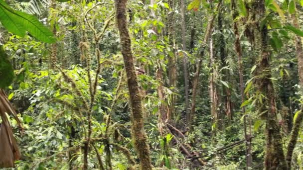 Foresta Tropicale Selvaggia Foglie Verdi Sulle Piante Video — Video Stock