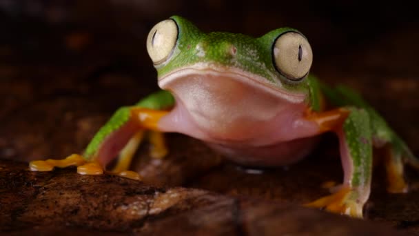 Video Rana Verde Agalychnis Hulliblinks Ojos Selva Ecuatoriana — Vídeo de stock