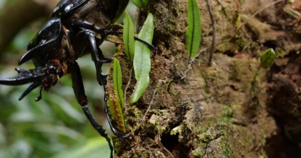 Video Van Elephant Beetle Megastoma Acaeton Klimmen Boomstam — Stockvideo