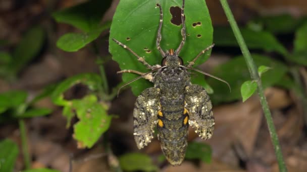 Tropikal Böcek Videosu Bitkinin Üzerine Böcek — Stok video