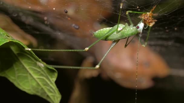 Videó Zöld Katydid Szöcske Krikett Eszik Bogár Pókháló — Stock videók