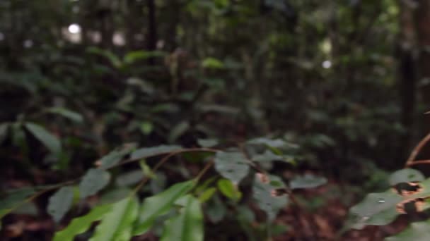 Vidéo Green Katydid Ressemblant Une Feuille Équateur — Video