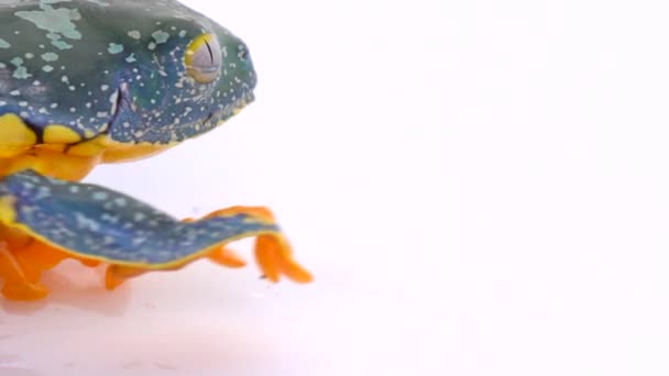 Amazon Leaf Frog Cruziohyla Craspedopus Zeitlupenvideo Studioaufnahme — Stockvideo