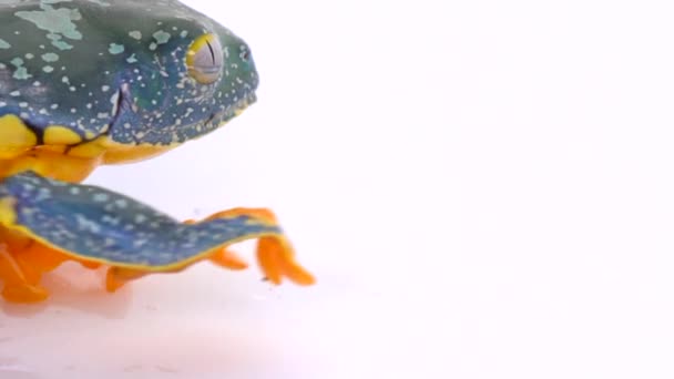 Amazon Leaf Frog Cruziohyla Craspedopus スローモーションビデオ スタジオショット — ストック動画