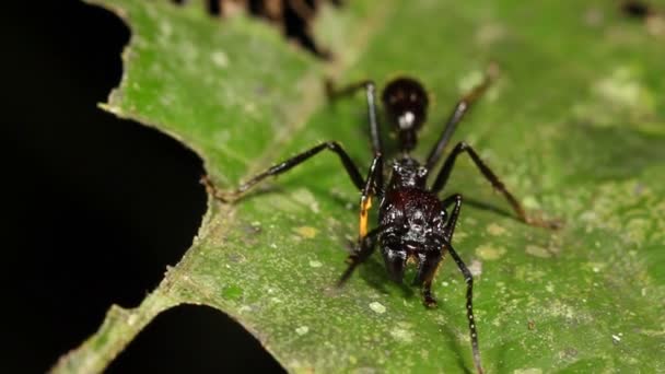 绿叶上的伞状蚂蚁或孔雀 伞形虫的视频 — 图库视频影像
