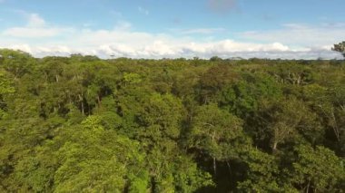Hava görüntüsü, ağaçlı orman manzarası Rio Shiripuno 'ya inen Ekvador' daki tropikal yağmur ormanları.