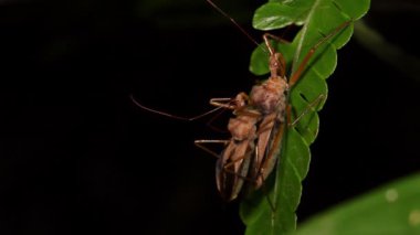 Suikastçı böceklerin geceleri Ekvador 'daki bitki yaprağında çiftleşmelerini gösteren video.