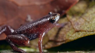 Peru yaprak kumu kurbağa, Chiasmocleis tridactyla, Ekvador Amazon