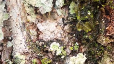 Tropikal kurbağa, bitki ve hayvan videoları 